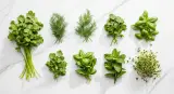 cilantro and its substitutes