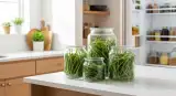 fresh green beans properly stored