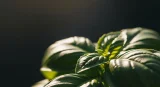 basil close-up detail