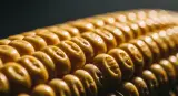 corn close-up detail