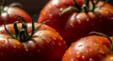 tomatoes close-up detail
