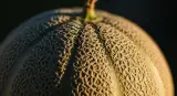 cantaloupe close-up detail
