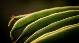 green beans close-up detail