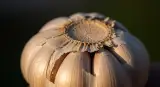 garlic close-up detail