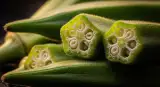 okra close-up detail