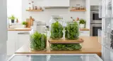 fresh basil properly stored