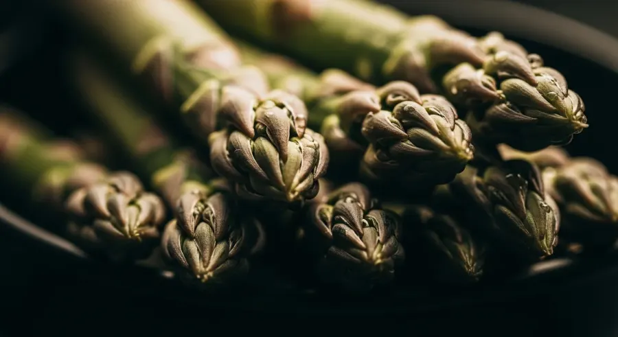 asparagus close-up detail