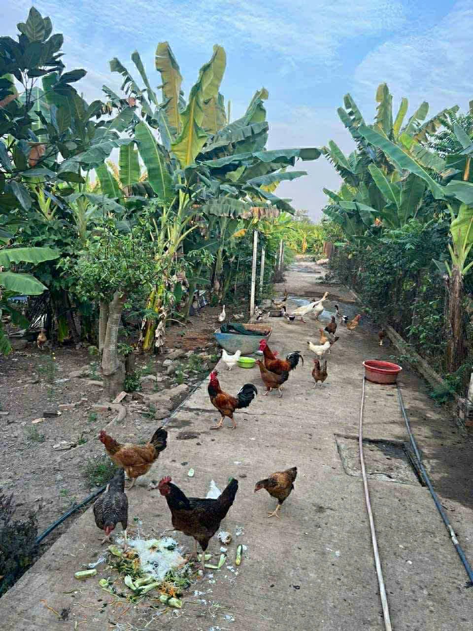 Bán Nhà Vườn tại An Hòa, Biên Hòa, Đồng Nai, diện tích 1677m², giá 7,5 tỷ đồng