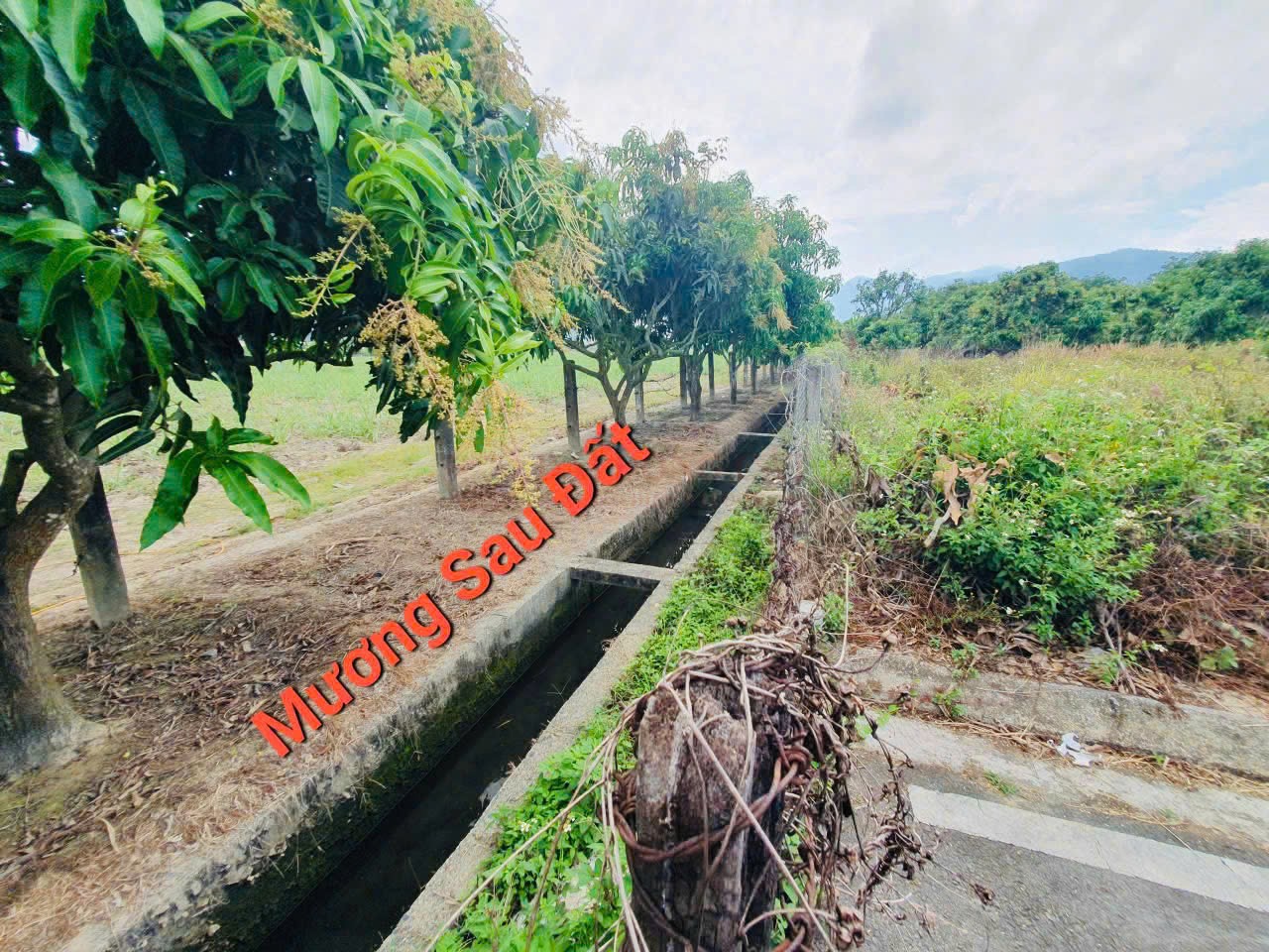 Ảnh 2