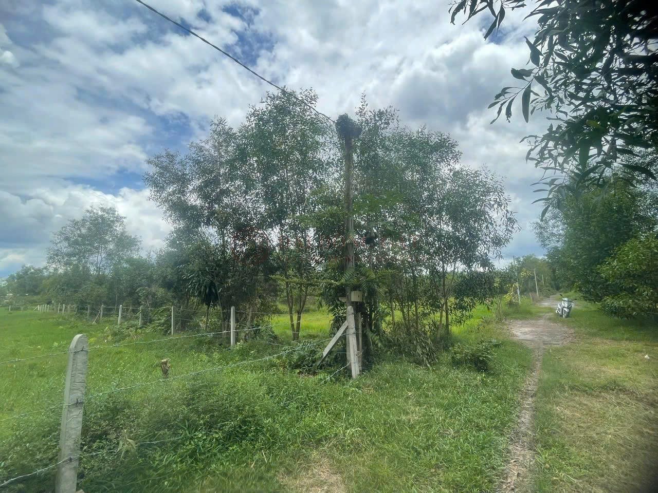 Bán BĐS Nông nghiệp (có thổ cư) tại xã Thanh An , Thành phố Hồ Chí Minh, diện tích 5337.1m2 giá 14,8 tỷ đồng