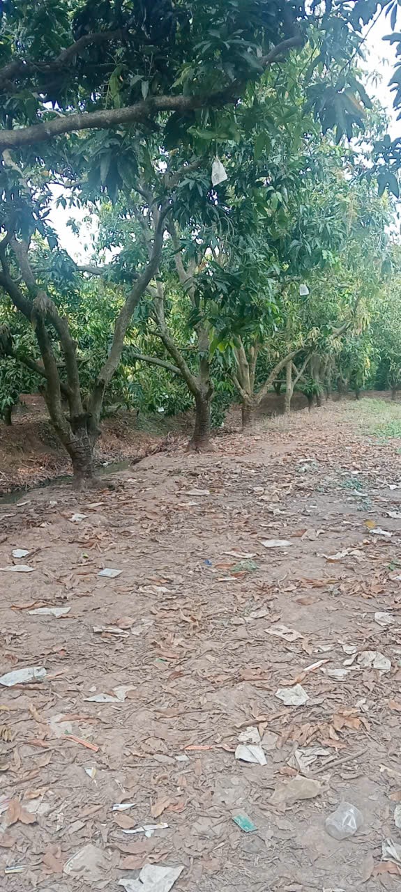 Ảnh chính
