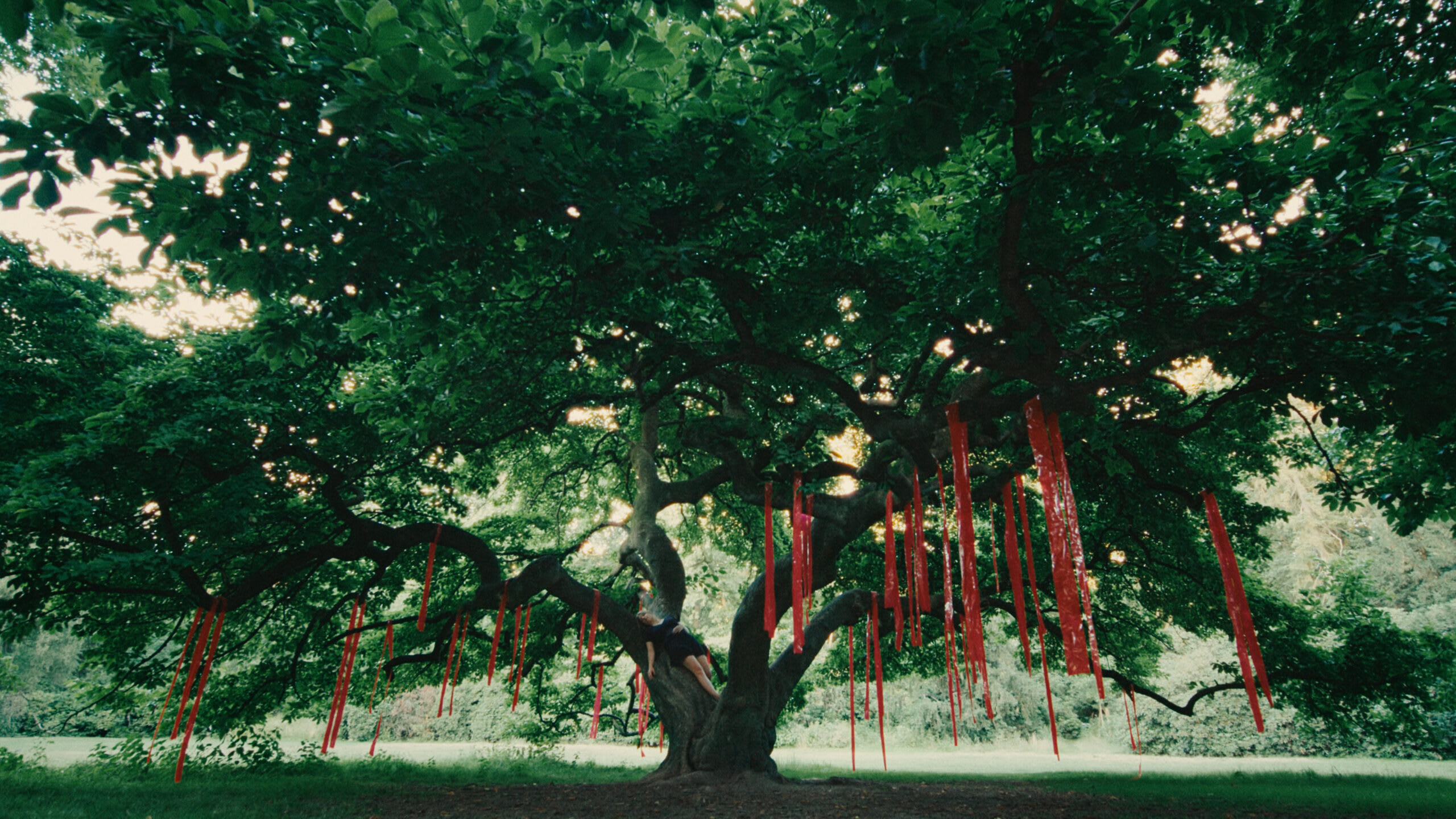 Ein Colorist setzt die warme, grüne Stimmung dieses Baumes und roten Bändern mit Farbkorrektur in Szene.