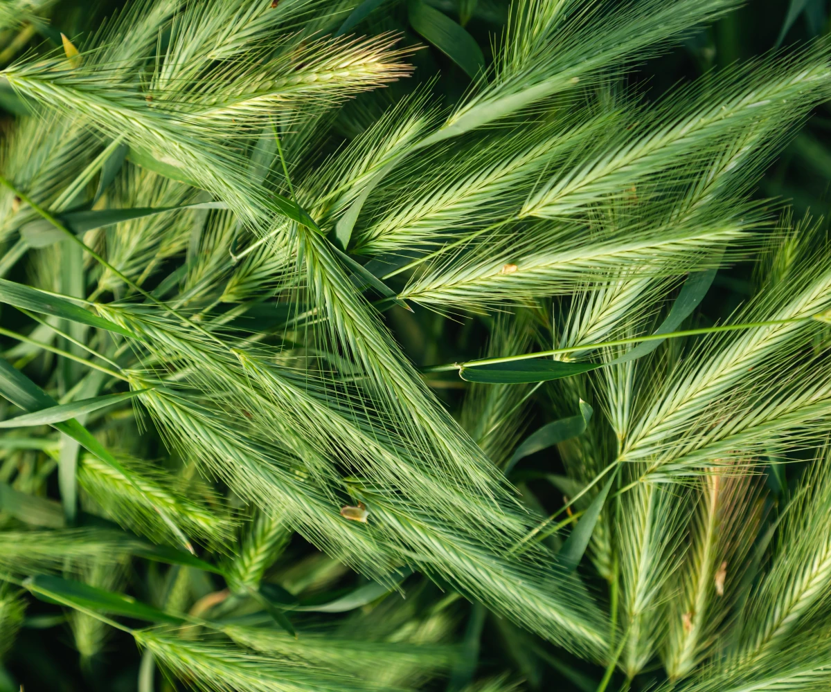 Australian Barley grass provides a magnitude of health benefits.