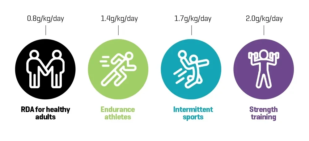 Daily protein intake adults - endurance athletes, sports, strength