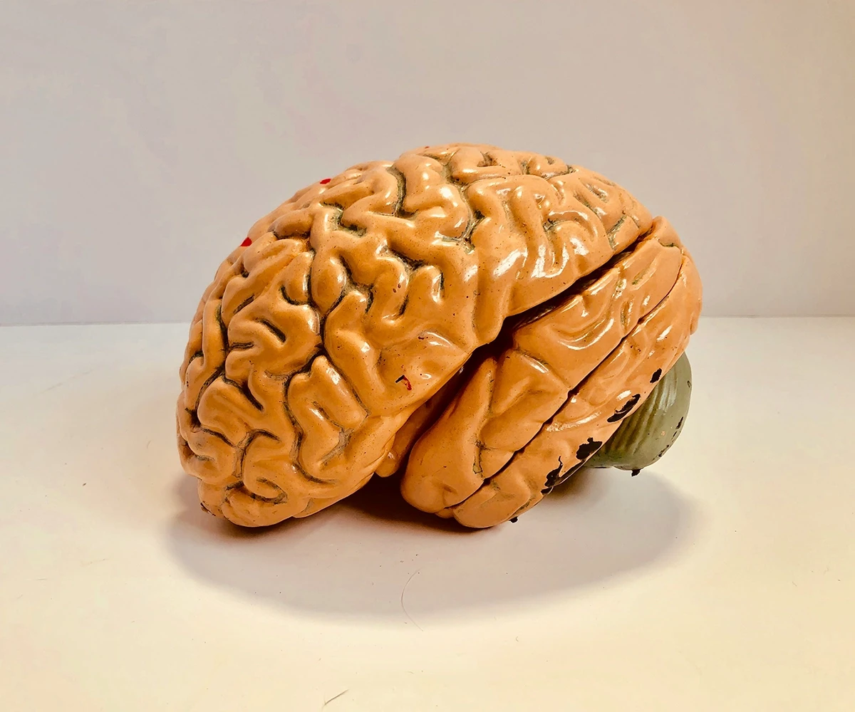 Further to muscle growth and power, creatine supplementation may also brain function and memory.