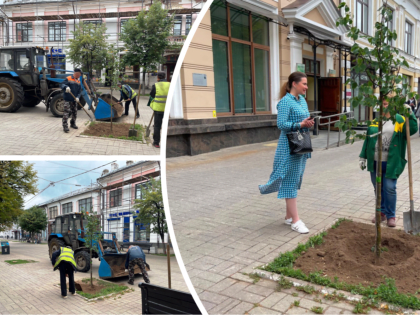 Депутат высадила в центре Ярославля липы за свой счёт