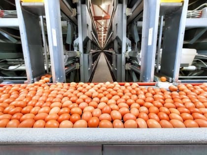 Угличская птицефабрика планирует модернизацию птицеводческого комплекса