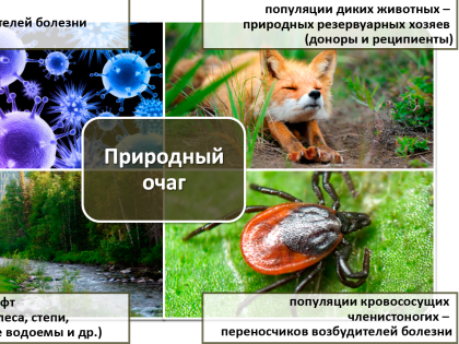 Общие болезни человека и животных. Профилактика природно-очаговых инфекций