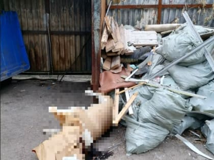 «Поленились похоронить»: в Ярославле труп собаки выбросили в мусор