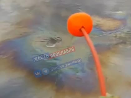 «Вся в мазуте»: ярославцы жалуются на состояние Волги