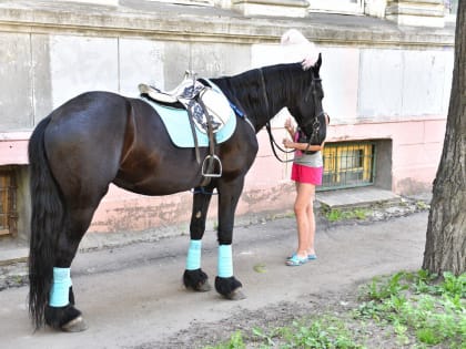 В Ярославле борются с незаконным катанием на лошадях