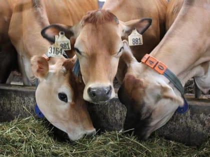 Успехи ярославского агропрома в 2023 году