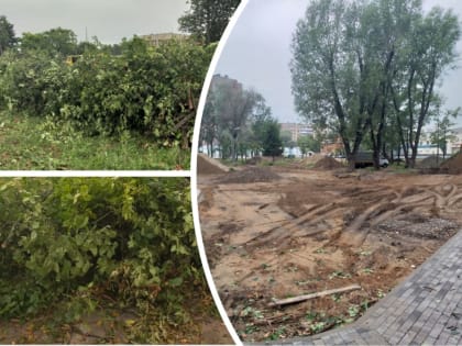 «Мешают трактору»: в ярославском парке подрядчик вырубает липы