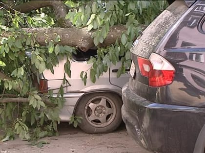 Упавшее дерево повредило два автомобиля в Ярославле