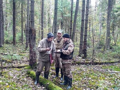 Лесопатологические обследования в Ярославской области проведены на площади 6300 гектаров