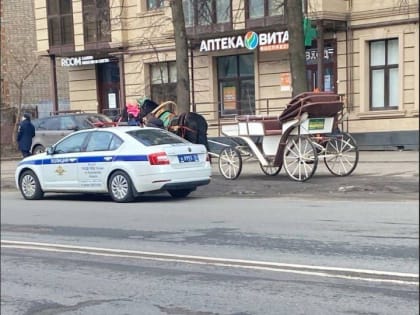 В Ярославле остановили карету с лошадьми за нарушение ПДД