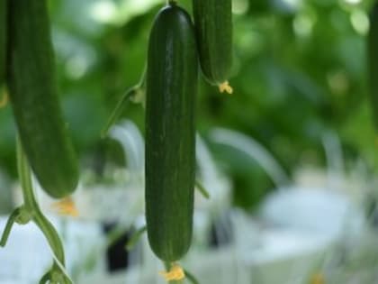 Ярославльстат о росте цен в ноябре: огурцы- лидеры подорожания