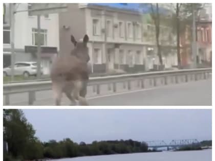 Лоси устроили пробежку и заплыв в Ярославле