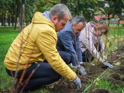 В Волжском парке высадили декоративный кустарник