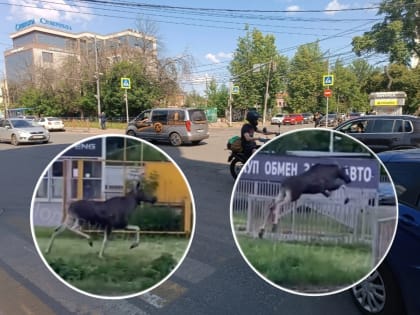 В Ярославле вновь замечено дикое животное на дороге