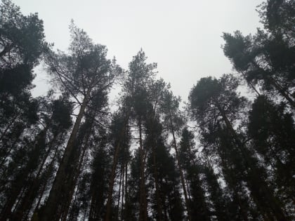 Более 480 млн рублей поступило в бюджеты разных уровней за использование лесного фонда региона