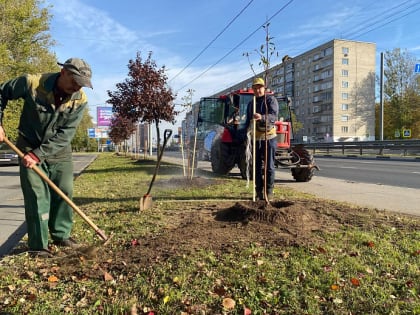 В Ярославле Московский проспект начнут засаживать деревьями