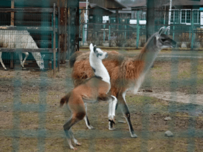 Рождение детенышей ламы и лани в зоопарке Ярославля