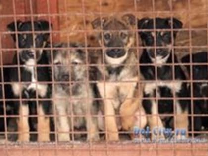 Отлов безнадзорных животных.