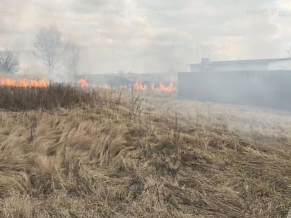 Когда дождь на пользу: в Ярославской области стало меньше палов травы