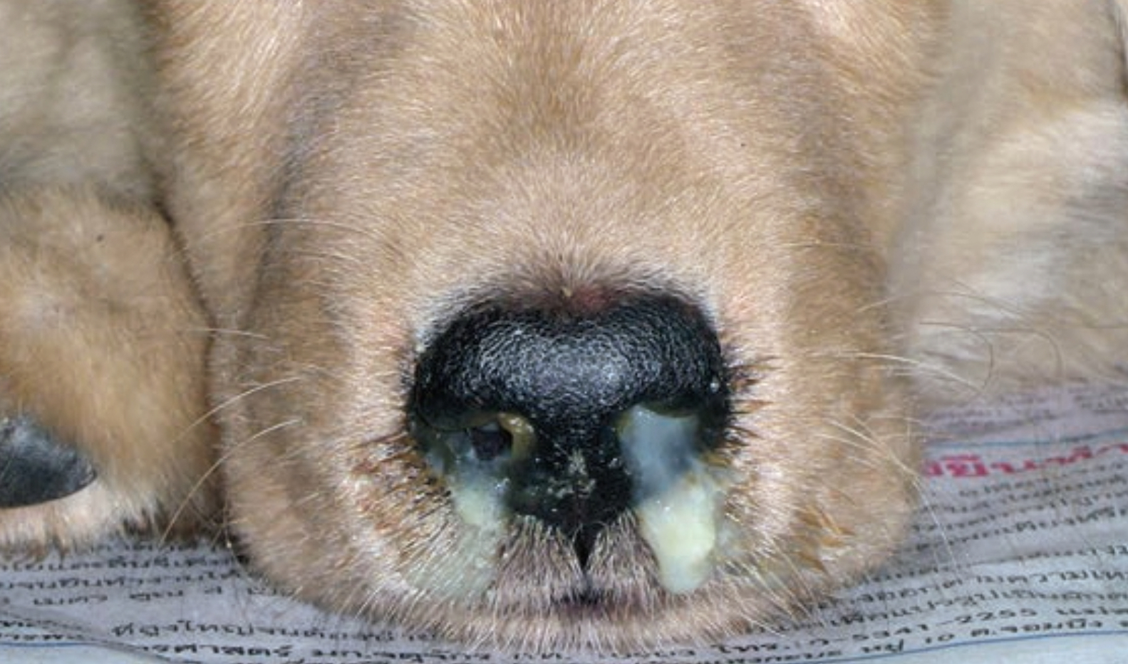Canine distemper