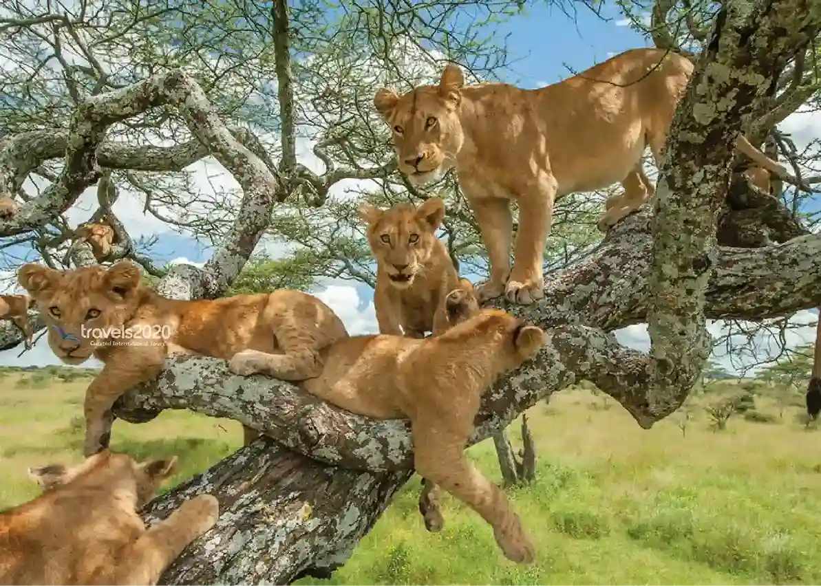 Tanzania Platinum Safari Experience