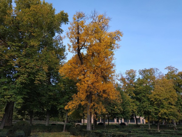 Fotografía de Aranjuez que muestra ciudad, flora y bosque.