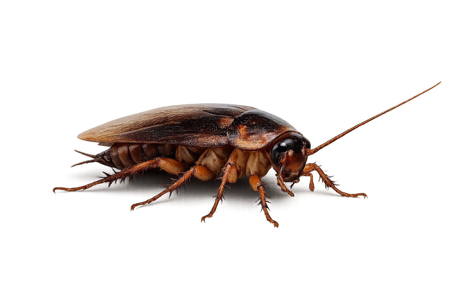 Désinsectisation blattes fourmis Saint-Malo