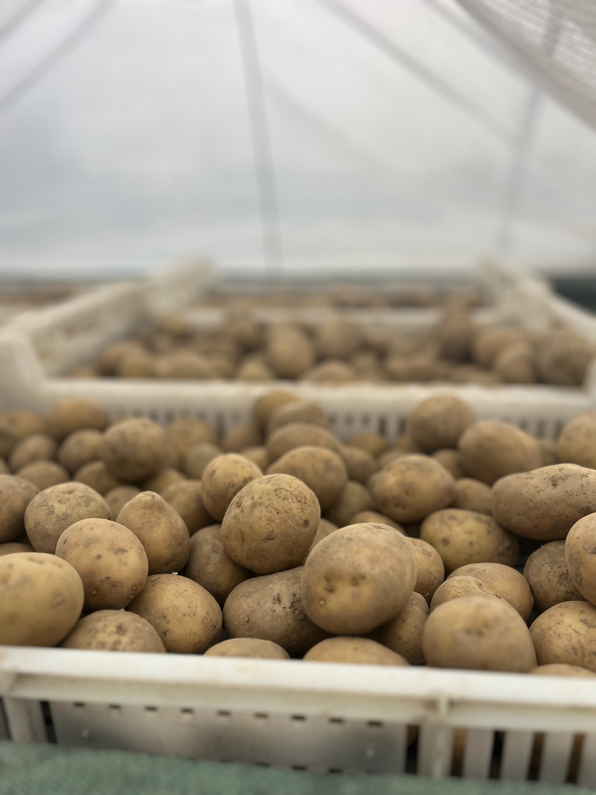 Plantas de patatas tempranas bajo túnel a principios de primavera