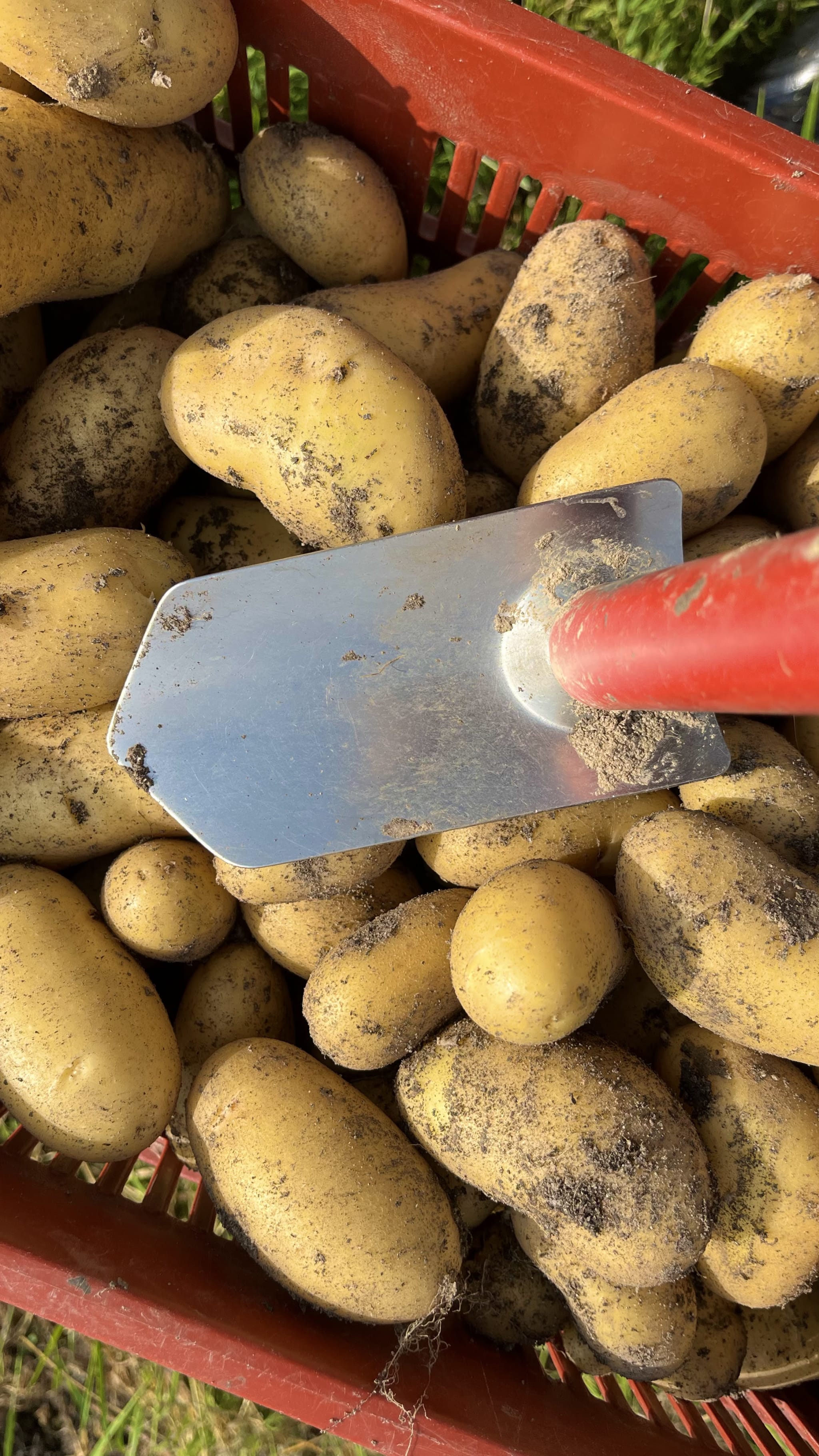 Potatoes in pre-germination in a bright greenhouse