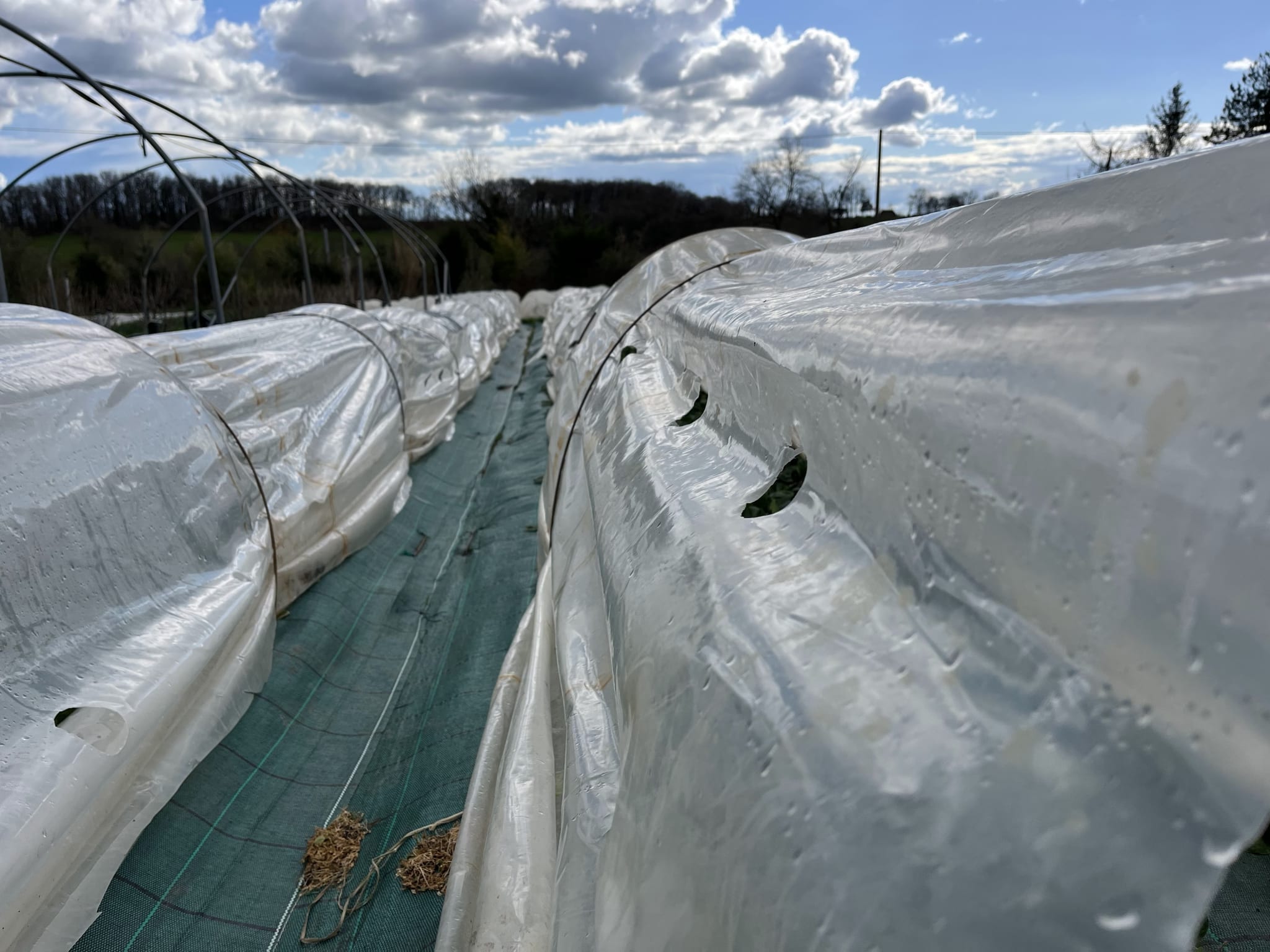 Early potato harvest in early spring