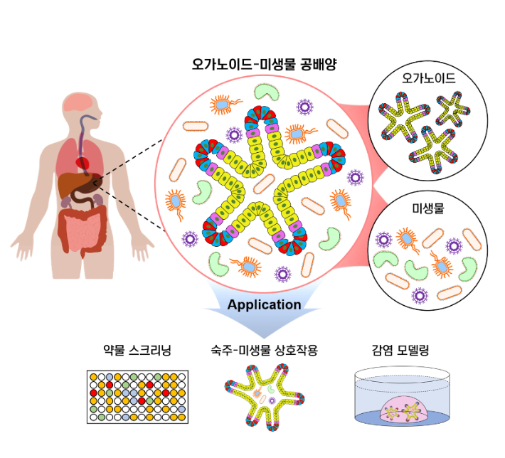 오가노이드와 미생물 공배양을 통한 미래 의학 연구 응용 이미지