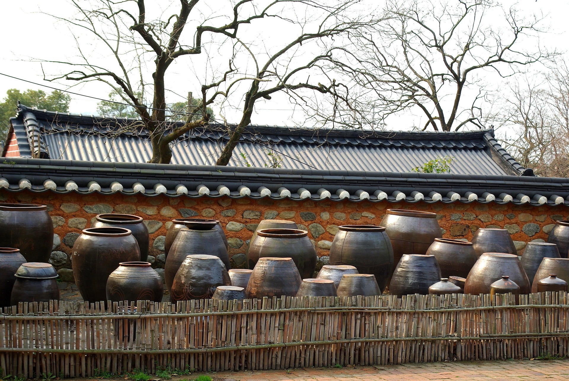 유산균 덩어리 김치, 우리 부모님 건강 수명 늘리는 비법 대공개! 한옥 담장 앞 장독대(옹기 항아리) — 김치와 장류를 숙성·보관하는 전통 발효 환경, 유산균 풍부한 김치와 부모님 장건강을 상징