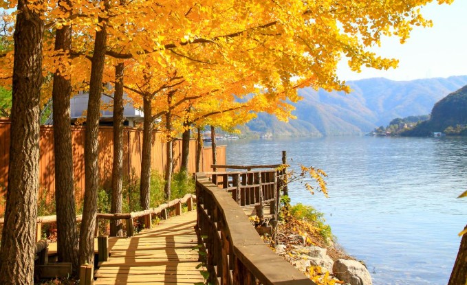 남이섬 가을 단풍 명소, 황금빛 메타세쿼이아 나무와 북한강이 어우러진 아름다운 산책로 풍경, 10월 11월 단풍 절정 시기