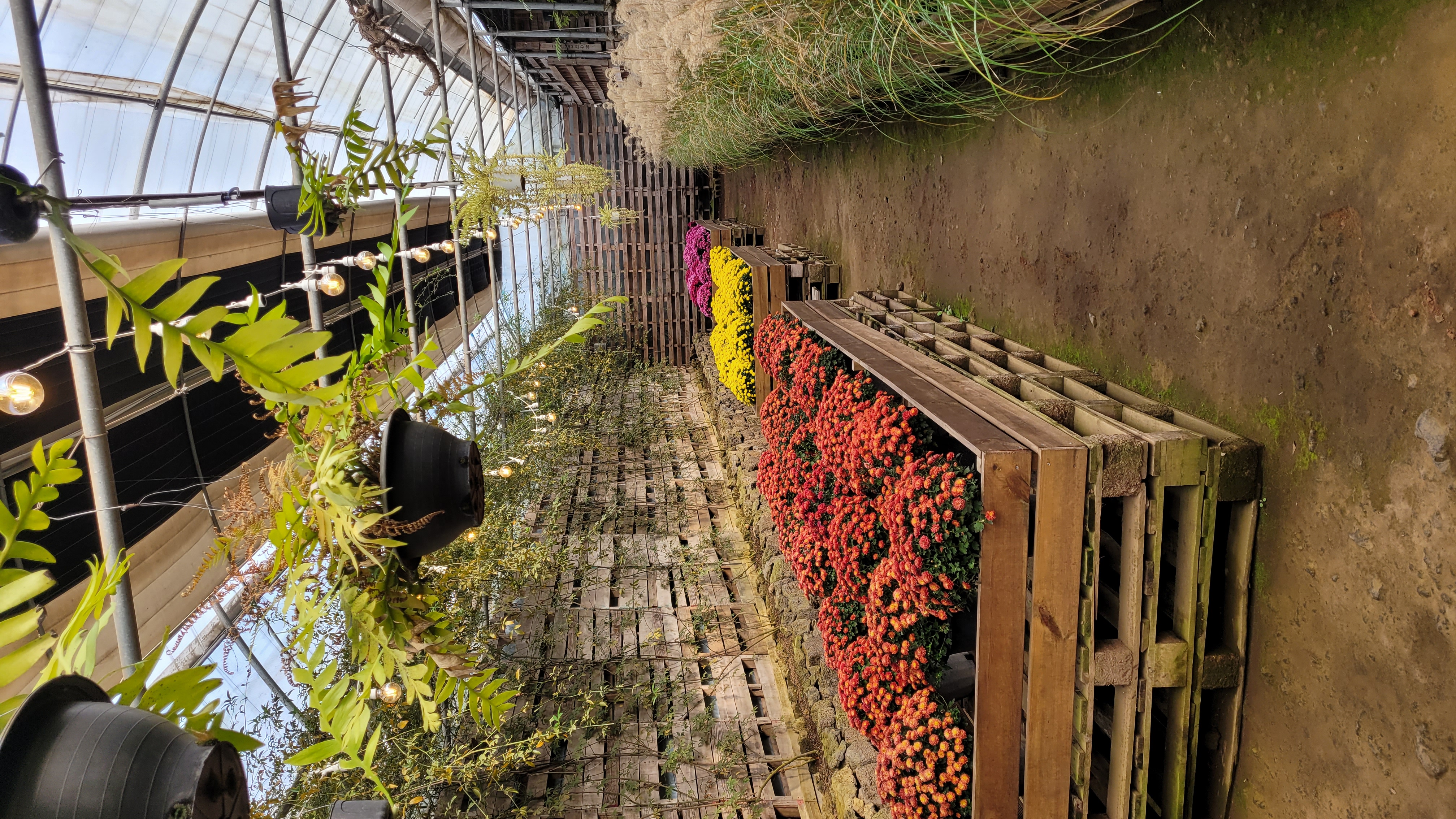 제주 보롬왓 온실 내부, 주황색 노란색 분홍색 국화가 나무 팔레트 위에 전시된 화원 공간